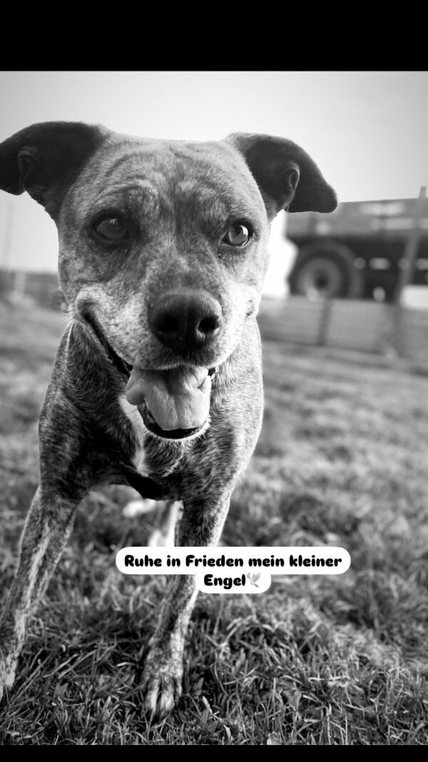 Hund SiSSI - 10.12.2024